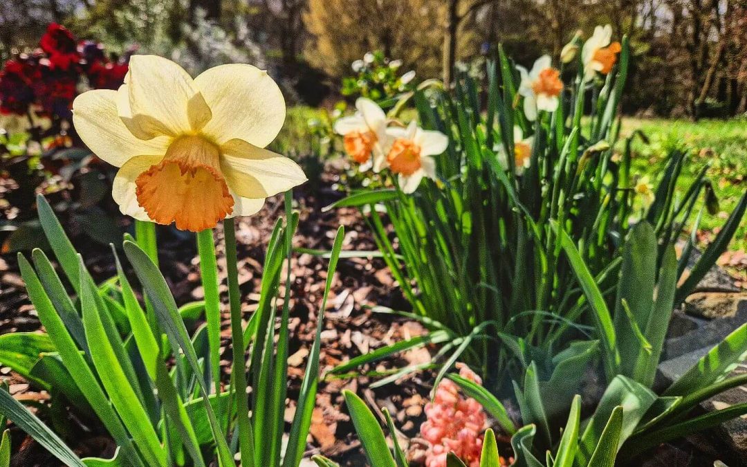 Der Frühling erwacht